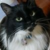k.f_neko8