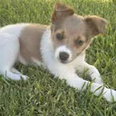 @thepuppylover13