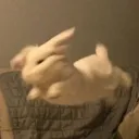 @bunny.zzzzzz