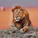 @youssef.arafat87