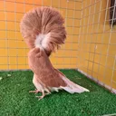 @ea_pigeons