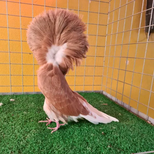 @ea_pigeons