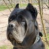 kennel.cane.corso1