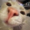 piwwit2_