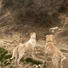 kangal_2026