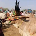@cattle.update.hyd