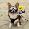 hasbithecorgi