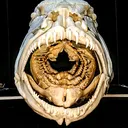 @skullatorium