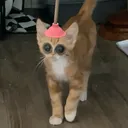 @gr1lledch33se1