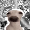 @eldogosogma
