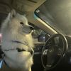 ghost_vs_meowsers