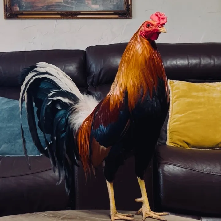 @dagamefarm