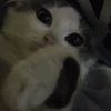 dulcetdrop