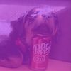 koba.the.sdit3