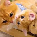 @cute.singapore.pe