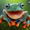 the_frog_2