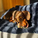 @bellalongdog