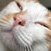 kittyling3