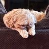 pennycanteven