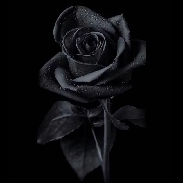 @holmzwrld