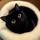 @qaz447170sl