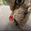 apple.user765574l
