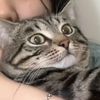 iadoreblackcats