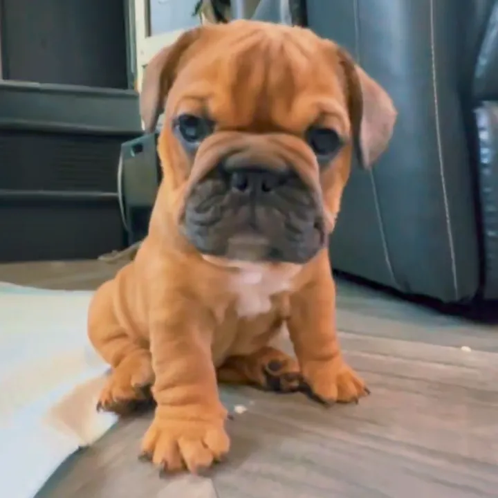 @winston_the_3rd
