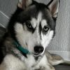 lifewith2huskies
