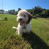 coco_el_havanese