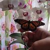 mariposas_eddvi