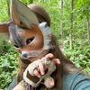 wolfrat.xp
