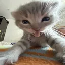@basq.r6