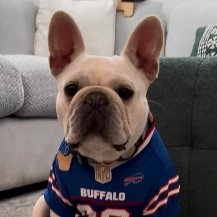 bagelthefrenchbully