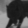 zenith_wofr