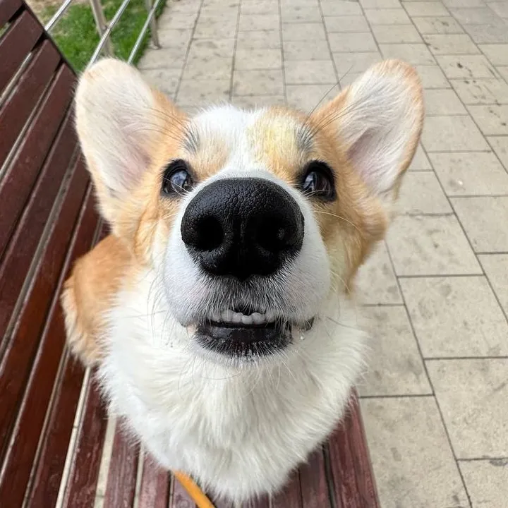 @sloyka_corgi