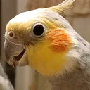 @tonyalabama_