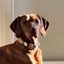 @peggythevizsla