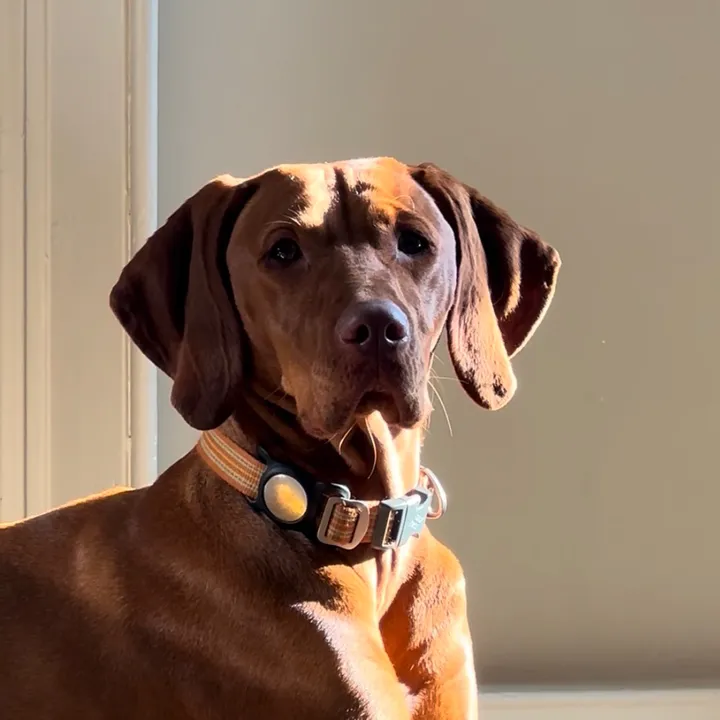 @peggythevizsla
