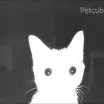 @petsoftiktok85