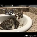 @mightycat83