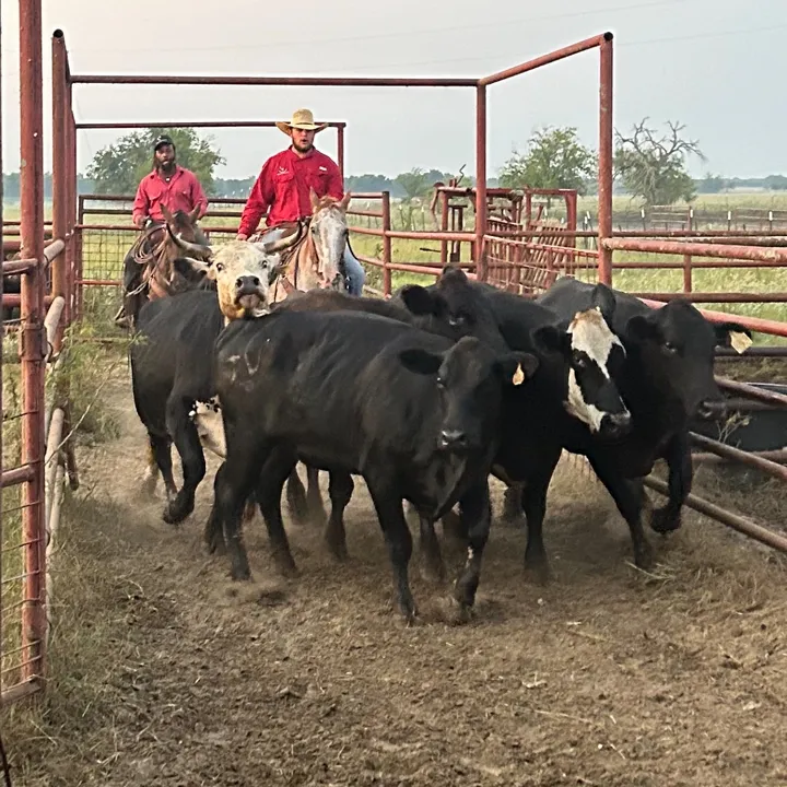 easttxcowboy0