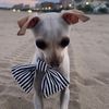 tbdtherescuechihuahua