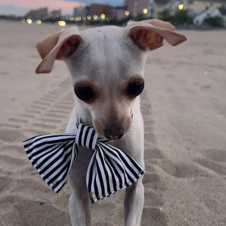 @tbdtherescuechihuahua