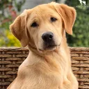 @petvine