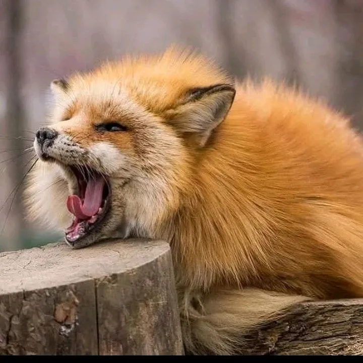 ilovefox20