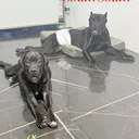 @thefurfamilyoftiktok