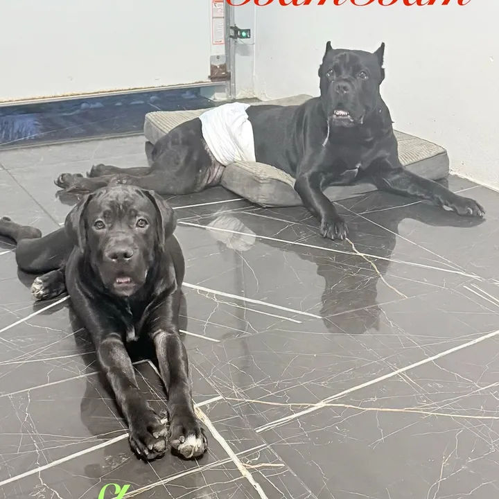 thefurfamilyoftiktok