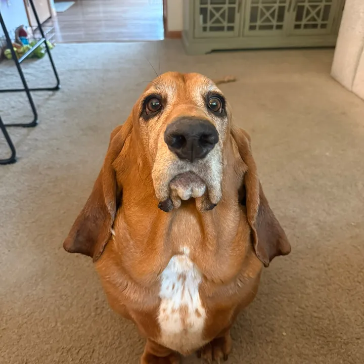@frankthetankbasset