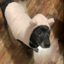 @helpsavesophia